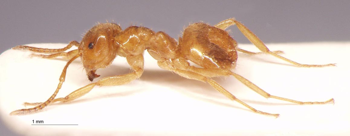 Lasius przewalskii Ruzsky, 1915 lateral