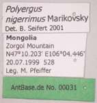 Polyergus nigerrimus Marikovsky, 1963 Label