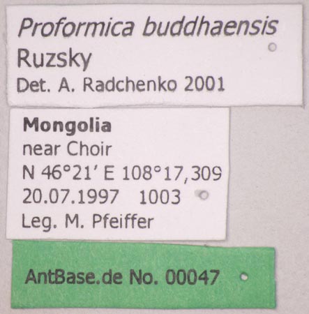 Proformica buddhaensis Ruzsky, 1915 Label