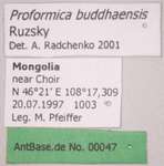 Proformica buddhaensis Ruzsky, 1915 Label