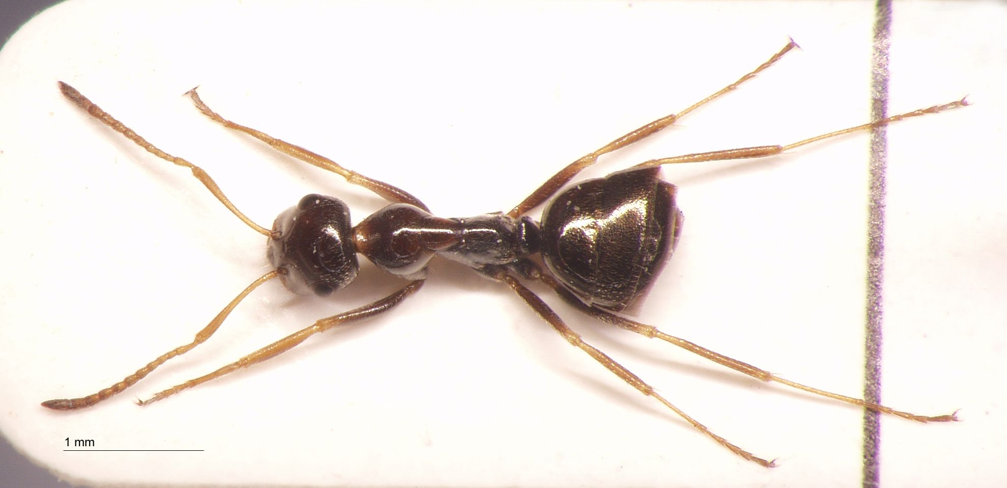 Proformica jacoti Wheeler, 1923 dorsal