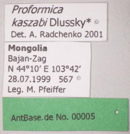 Proformica kaszabi Dlussky, 1969 Label