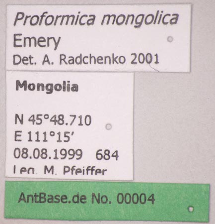 Proformica mongolica Emery, 1901 Label