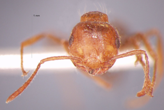 Crematogaster subdentata Mayr, 1877 frontal