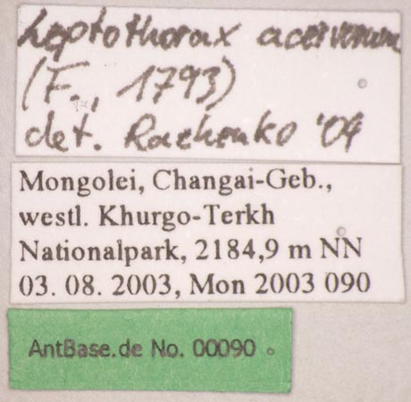 Leptothorax acervorum Fabricius, 1793 Label