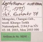 Leptothorax acervorum Fabricius, 1793 Label
