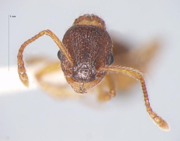 Myrmica angulinodis Ruzsky, 1905 frontal