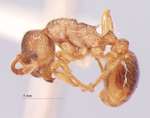 Myrmica arnoldii Dlussky, 1963 lateral