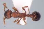 Myrmica bergi Ruzsky, 1902 dorsal