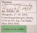 Myrmica commarginata Ruzsky, 1905 Label