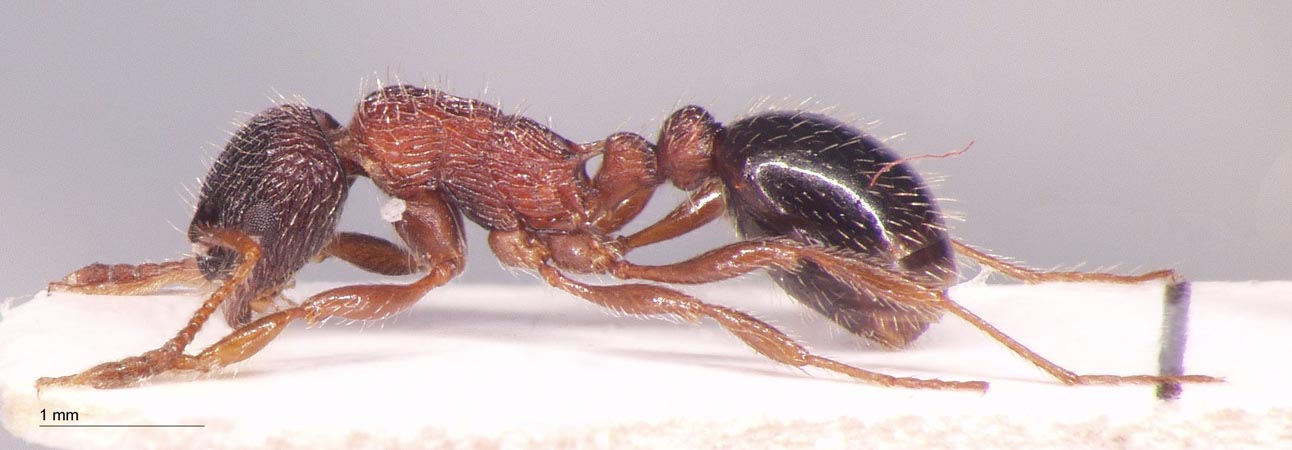 Myrmica commarginata Ruzsky, 1905 lateral