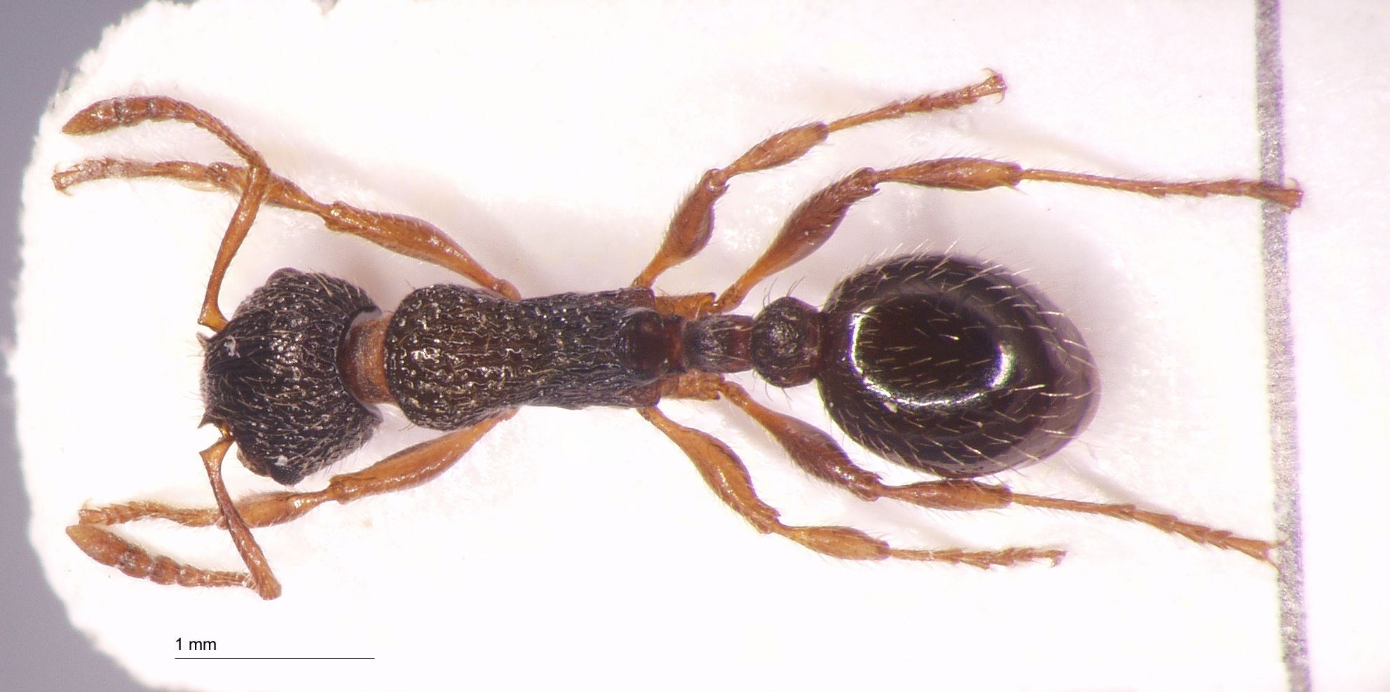 Myrmica forcipata Karavaiev, 1931 dorsal