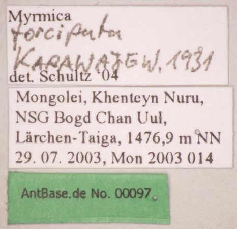 Myrmica forcipata Karavaiev, 1931 Label