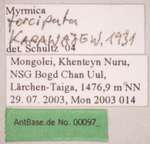 Myrmica forcipata Karavaiev, 1931 Label