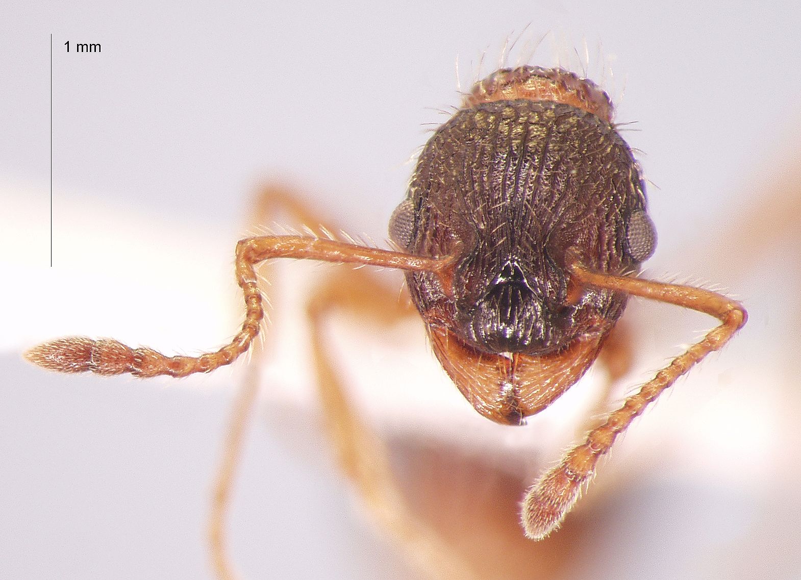 Myrmica koreana Elmes, Radchenko & Kim, 2001 frontal