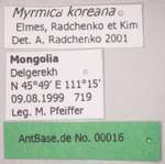 Myrmica koreana Elmes, Radchenko & Kim, 2001 Label