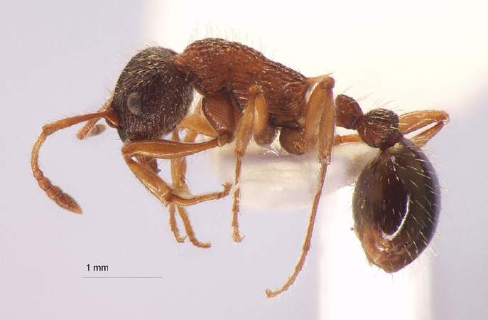 Myrmica koreana Elmes, Radchenko & Kim, 2001 lateral