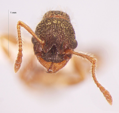 Myrmica pisarskii Radchenko, 1994 frontal