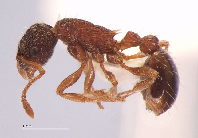 Myrmica pisarskii Radchenko, 1994 lateral