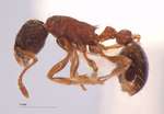 Myrmica pisarskii Radchenko, 1994 lateral