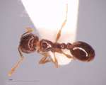 Tetramorium armatum Santschi, 1927 dorsal