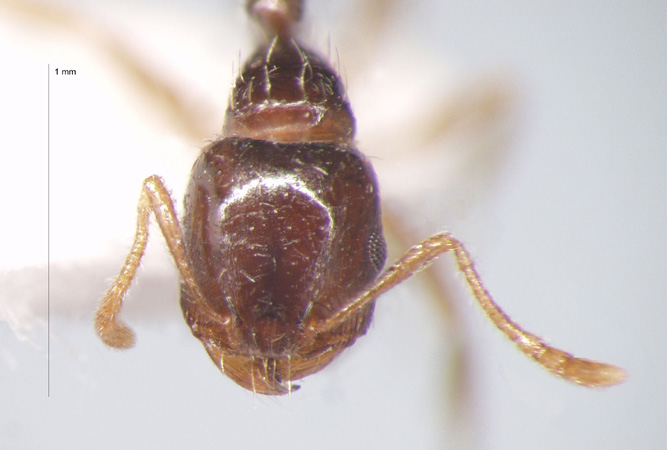 Tetramorium armatum Santschi, 1927 frontal