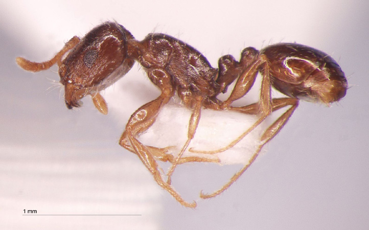 Tetramorium armatum Santschi, 1927 lateral