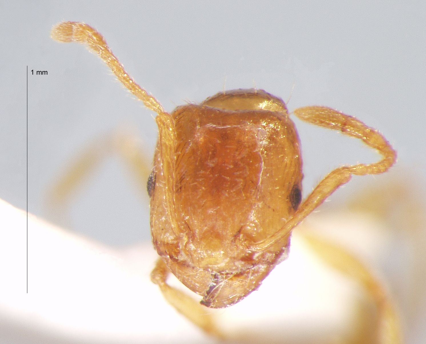 Tetramorium concaviceps Bursakov, 1984 frontal