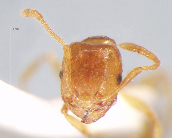 Tetramorium concaviceps Bursakov, 1984 frontal