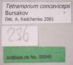 Tetramorium concaviceps Bursakov, 1984 Label