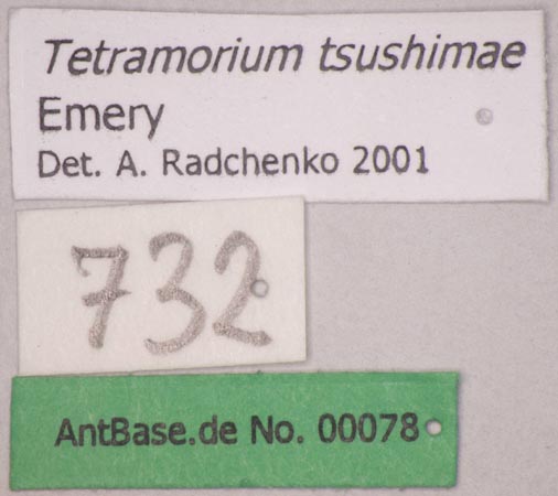 Tetramorium tsushimae Emery, 1925 Label