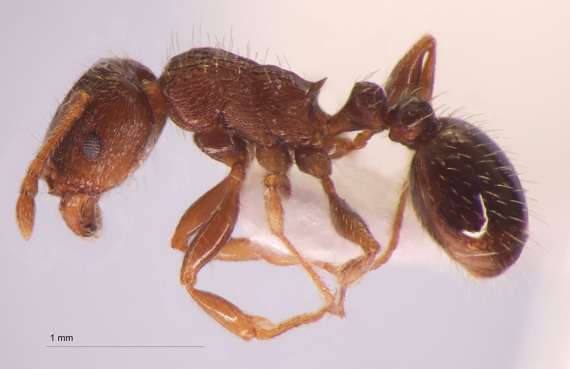 Tetramorium tsushimae Emery, 1925 lateral