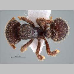 Calyptomyrmex sp 1 Emery, 1887 dorsal