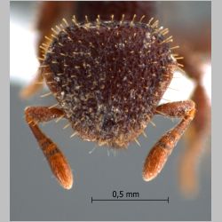 Calyptomyrmex sp 1 Emery, 1887 frontal