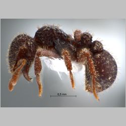 Calyptomyrmex sp 1 Emery, 1887 lateral