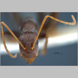 Camponotus rufoglaucus Jerdon, 1851 frontal