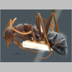 Camponotus rufoglaucus Jerdon, 1851 lateral