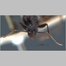Camponotus rufoglaucus male Jerdon, 1851 frontal
