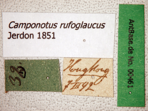 Camponotus rufoglaucus male label