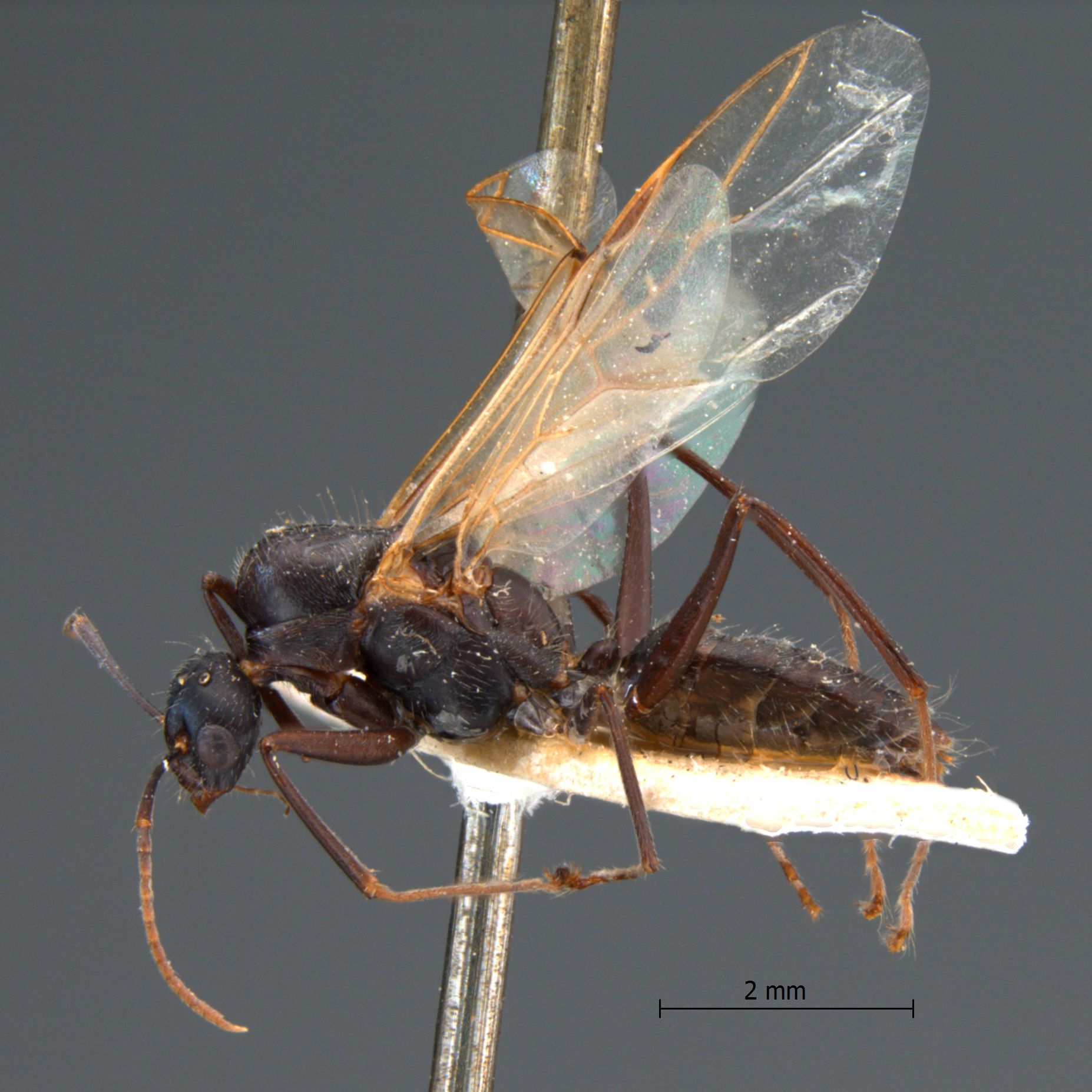 Camponotus rufoglaucus male lateral