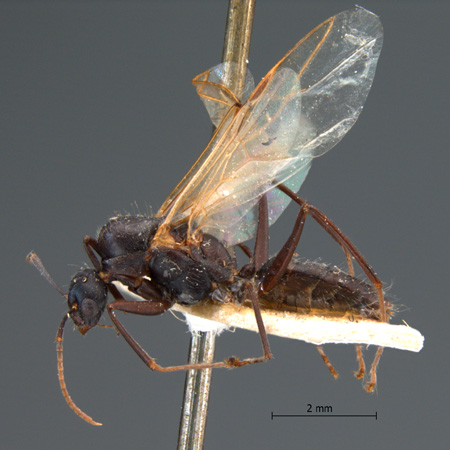 Camponotus rufoglaucus male lateral