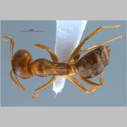 Camponotus schmitzi Stärcke, 1933 dorsal