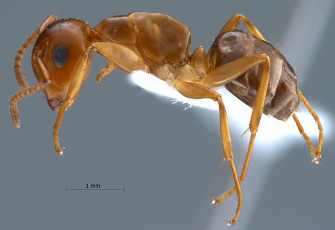 Camponotus schmitzi lateral