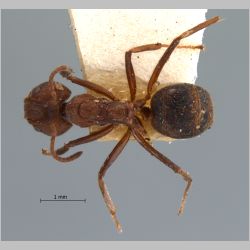 Dolichoderus affinis Emery, 1889 dorsal