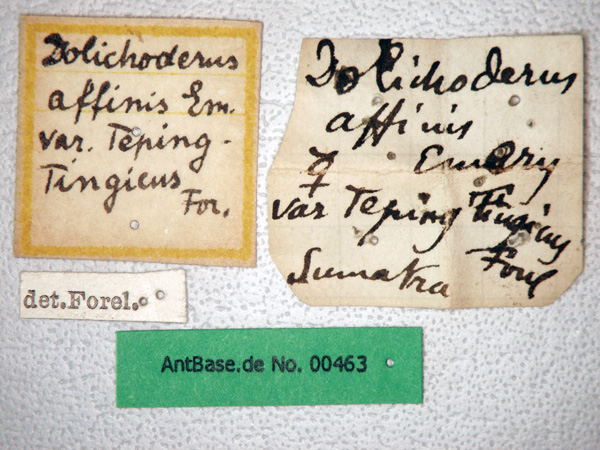 Dolichoderus affinis label