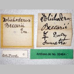 Dolichoderus beccarii Emery, 1887 label