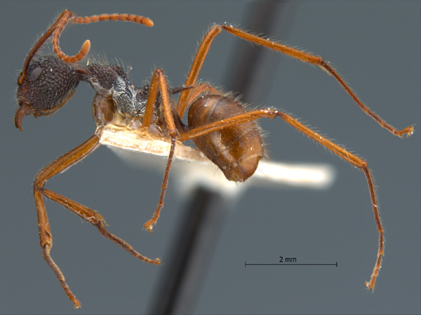 Dolichoderus beccarii lateral