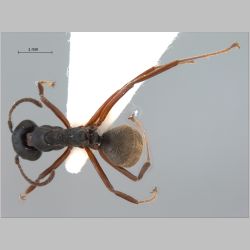 Dolichoderus kinabaluensis Dill, 2002 dorsal