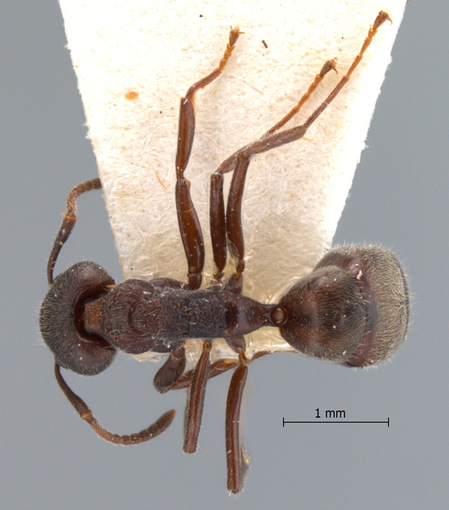 Dolichoderus thoracicus dorsal