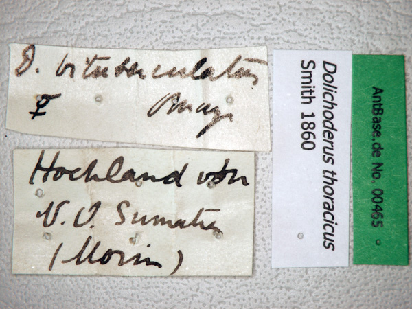 Dolichoderus thoracicus label